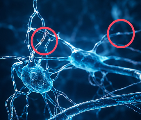 2 Wochen nach der Stimulation: An den markierten Stellen bilden sich erste neue Verknüpfungen. Dein Gehirn beginnt spürbar, sich umzubauen.
