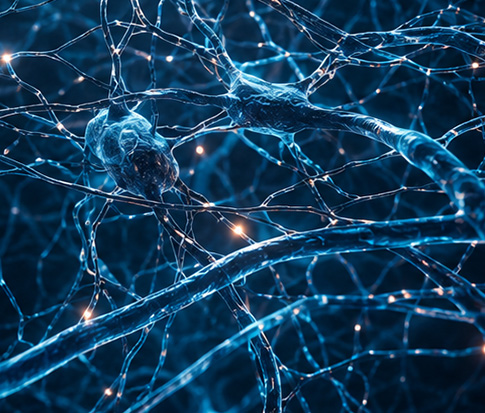 2 Monate nach der Stimulation: Ein dichtes, stabiles Netzwerk ist gewachsen. Neue, gesündere Gewohnheiten laufen wie von selbst.